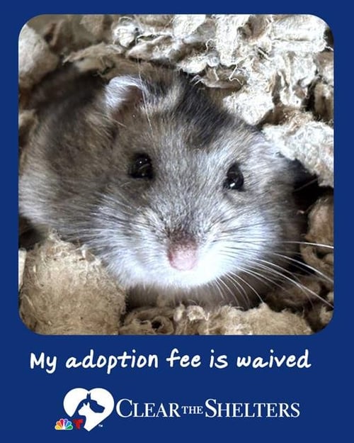 BUDDY - Hamster available for adoption