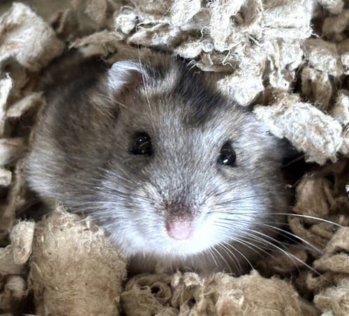 BUDDY - Hamster available for adoption