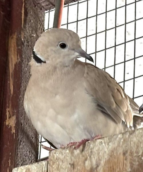 CHESTER - Dove available for adoption