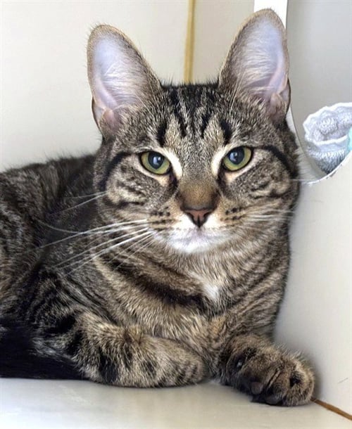 TOPANGA - Domestic Short Hair available for adoption