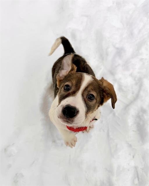 ELIJAH ARROYO - Treeing Walker Coonhound available for adoption