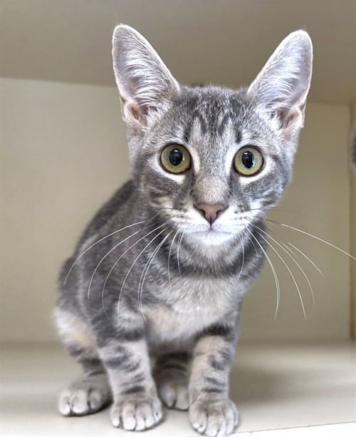 CORDELIA - Domestic Short Hair available for adoption
