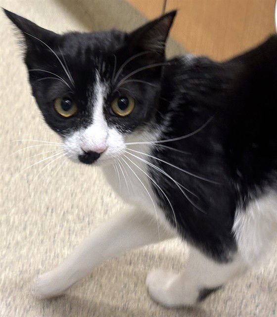 DRACULA - Domestic Short Hair available for adoption