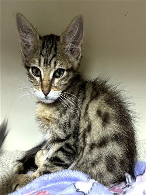 TIGER - Domestic Long Hair available for adoption