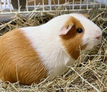 BITS - Guinea Pig available for adoption