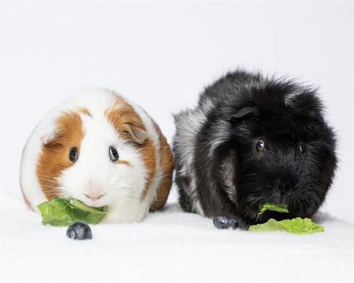 BITS - Guinea Pig available for adoption