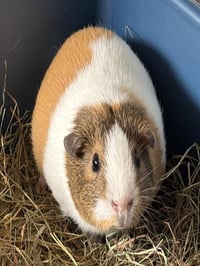 FRANKIE - Photo 1