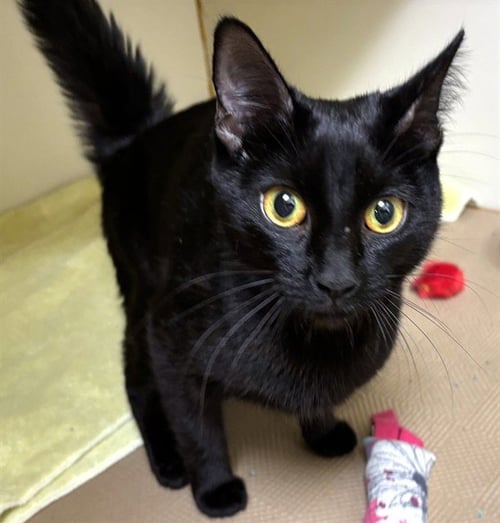 BARISTA - Domestic Short Hair available for adoption