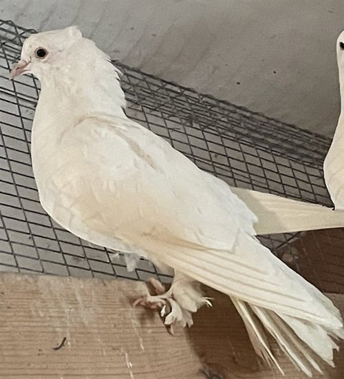 LITTLE ROCKY - Pigeon available for adoption