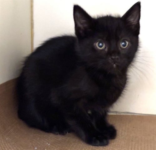 TAYE - Domestic Short Hair available for adoption