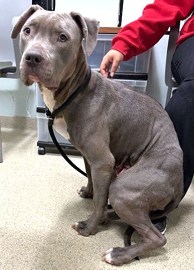 LADYBUG HOLLINS - Pit Bull Terrier available for adoption