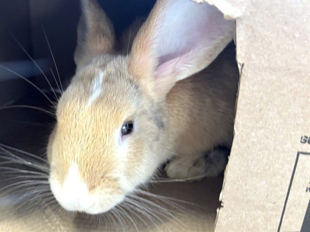 PETER - Flemish Giant / Holland Lop available for adoption