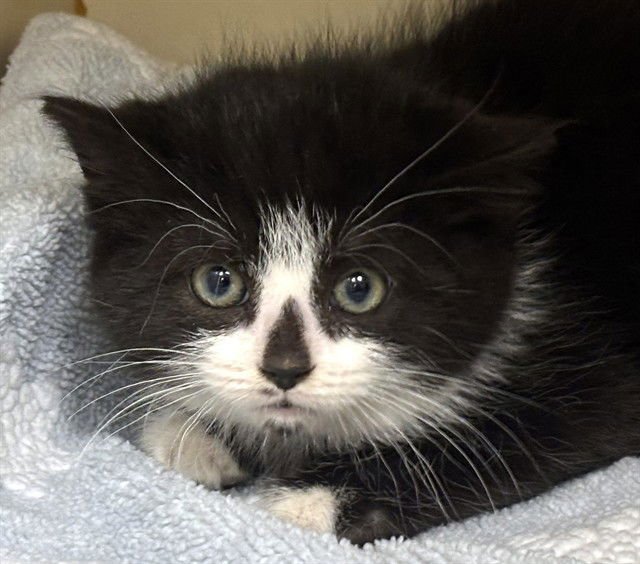 FELICITY - Domestic Short Hair available for adoption