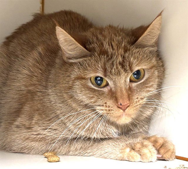 ZELLE - Domestic Short Hair available for adoption