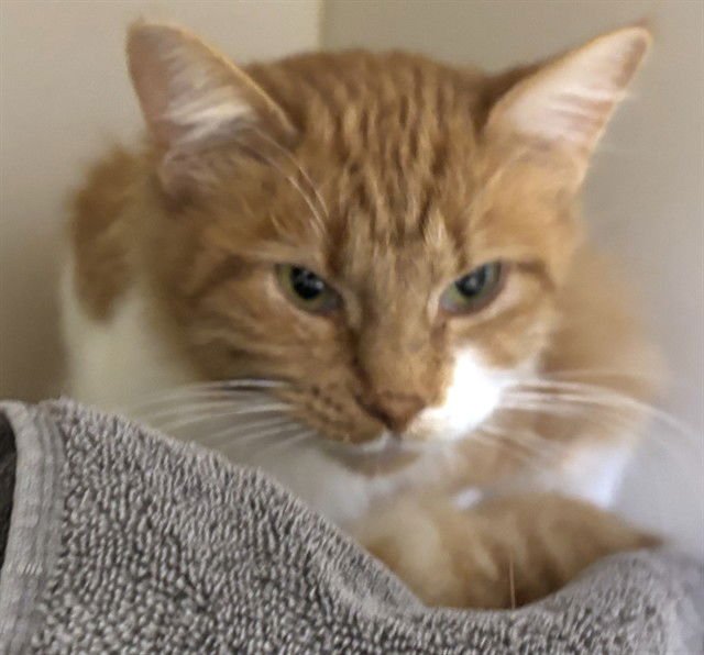 CLEMENTINE - Domestic Long Hair available for adoption