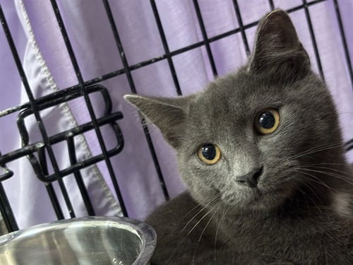 BINKY - Domestic Short Hair available for adoption