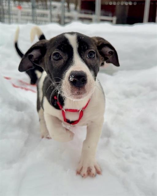 SAM DARNOLD - Treeing Walker Coonhound available for adoption