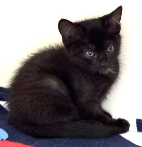 HANNAH - Domestic Short Hair available for adoption