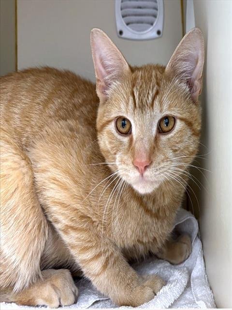 SCOTTIE - Domestic Short Hair available for adoption