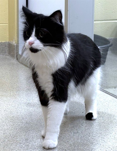 EMMY - Domestic Long Hair available for adoption
