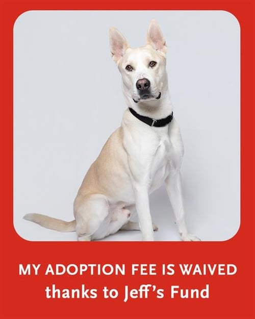 ARLO - Carolina Dog available for adoption