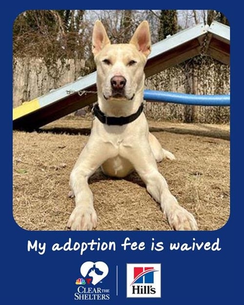 ARLO - Carolina Dog available for adoption
