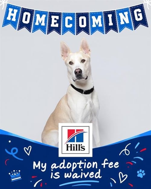 ARLO - Carolina Dog available for adoption