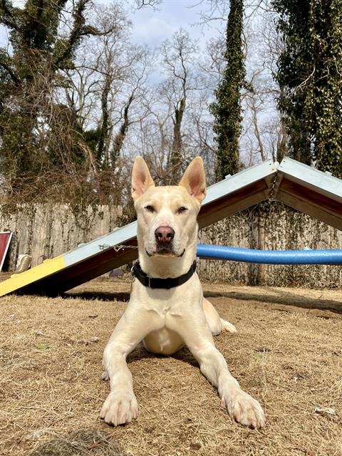 ARLO - Carolina Dog available for adoption