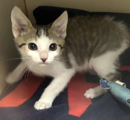 PEP - Domestic Short Hair available for adoption
