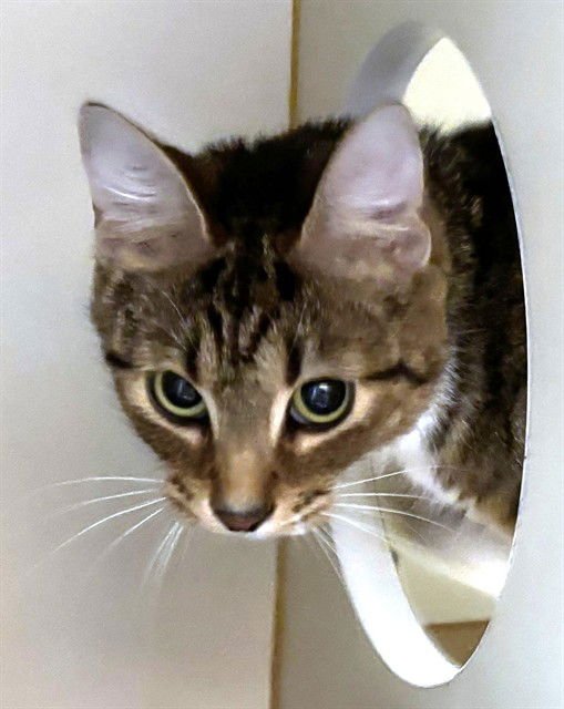 COCO - Domestic Short Hair available for adoption