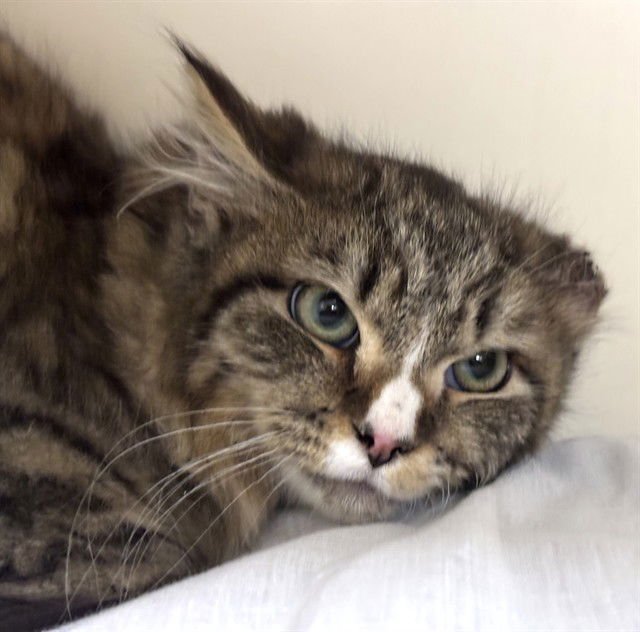 FEATHER - Domestic Long Hair available for adoption