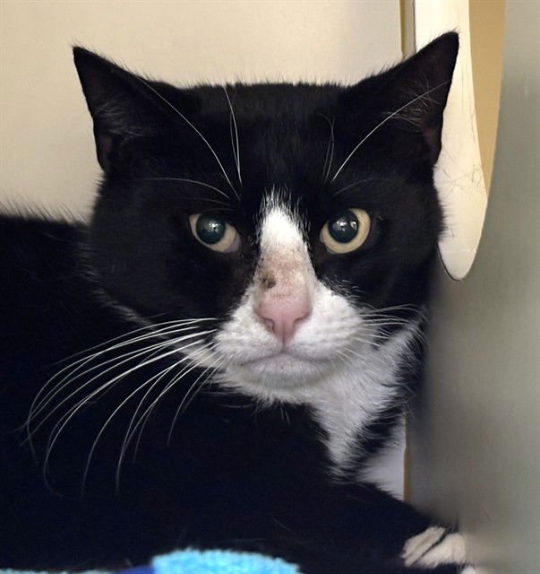 JAMESON - Domestic Short Hair available for adoption