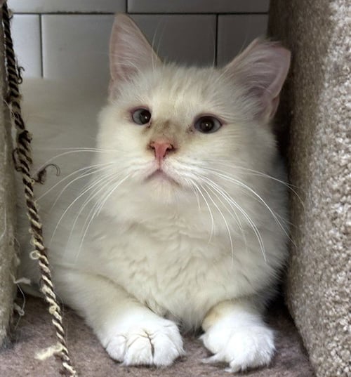 MONTY - Domestic Long Hair available for adoption