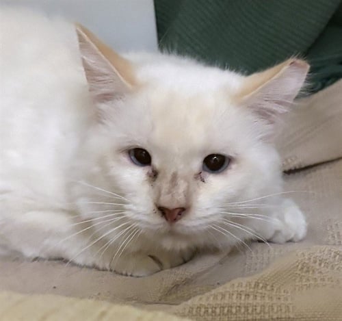 MONTY - Domestic Long Hair available for adoption