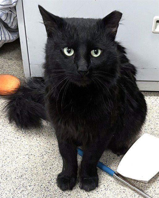 BEAVIS - Domestic Long Hair available for adoption