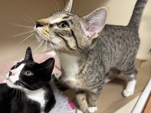 BALSAMIC - Domestic Short Hair available for adoption