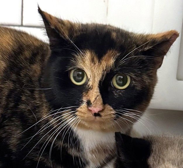 ROLO - Domestic Short Hair available for adoption