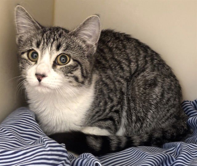 MICKEY - Domestic Short Hair available for adoption