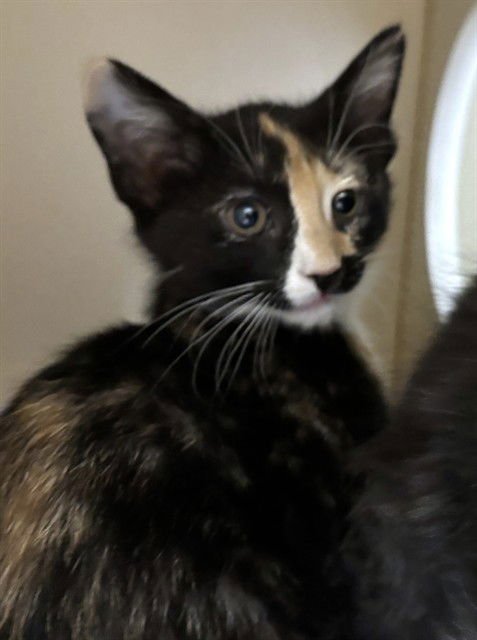 BARBIE - Domestic Short Hair available for adoption