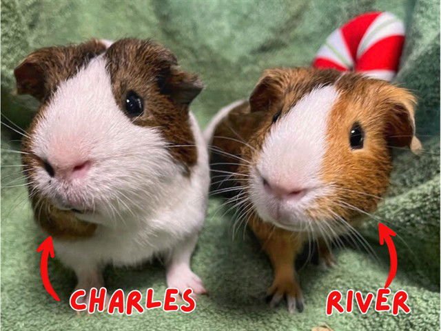 CHARLES - Guinea Pig available for adoption