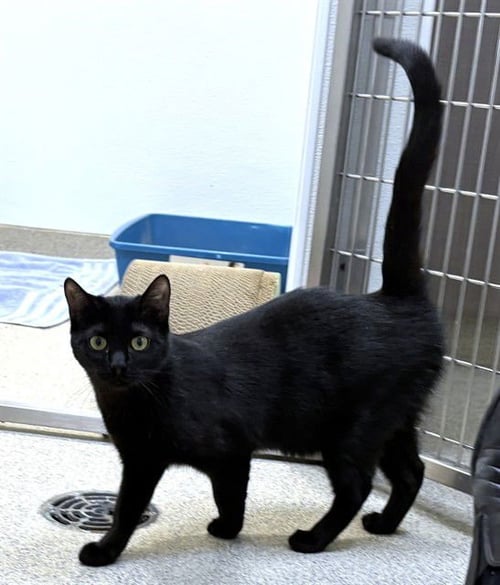 LILLY - Domestic Short Hair available for adoption