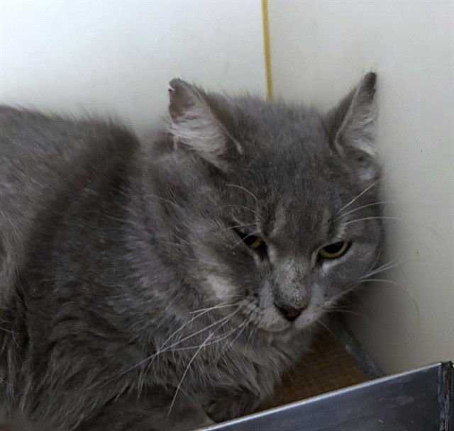 MIRACLE - Domestic Long Hair available for adoption