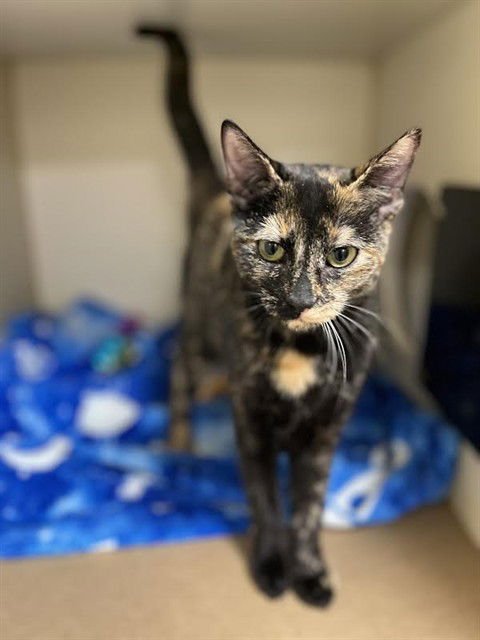 MAGGIE - Domestic Short Hair available for adoption