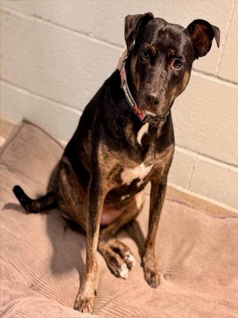 NALA - Plott Hound available for adoption
