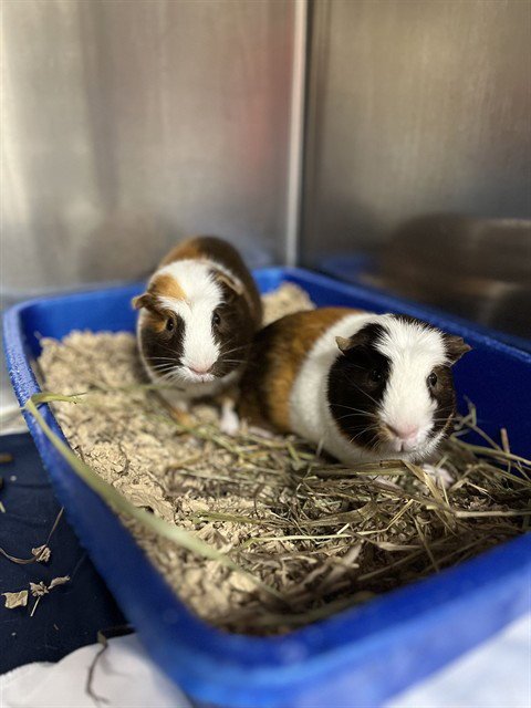 BULLWINKLE - Guinea Pig available for adoption