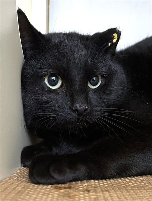 VINCENT VAN GOGH - Domestic Short Hair available for adoption