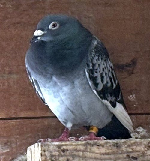HENRY - Pigeon available for adoption