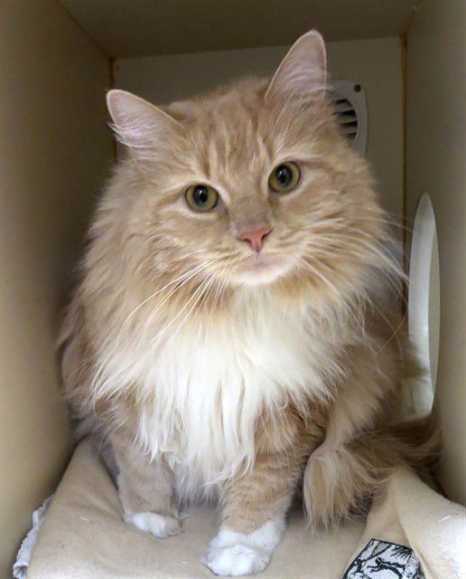 MICROWAVE - Domestic Long Hair available for adoption