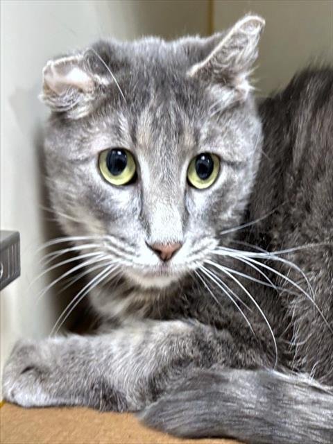 PEBBLES - Domestic Short Hair available for adoption