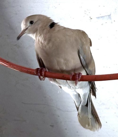 CHUCKLES - Dove available for adoption